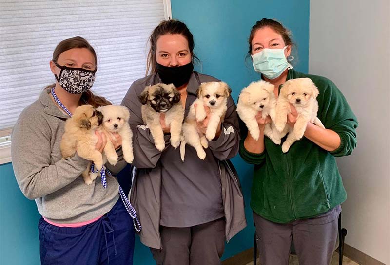 Dog Veterinary Care, Greenwood