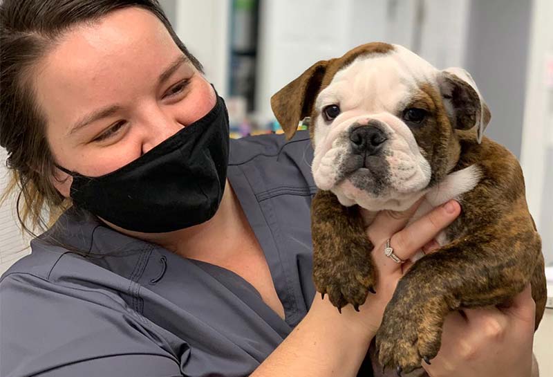 Dog Veterinary Care, Greenwood