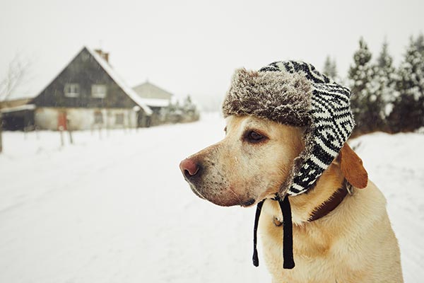 7 Ways to Keep Dogs Safe in Winter Temps