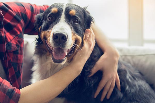 Choosing the Best Food for Your Dog