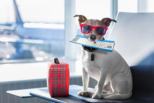 Planes, Trains, Cars, &Ships: How to Travel Safely With Your Pet
