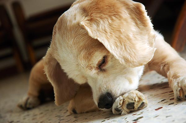 Does Your Dog Lick and Chew Their Paws?