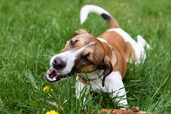 Puppy deals eating grass