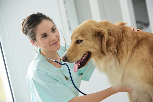 Why Vet Checkups Are Important