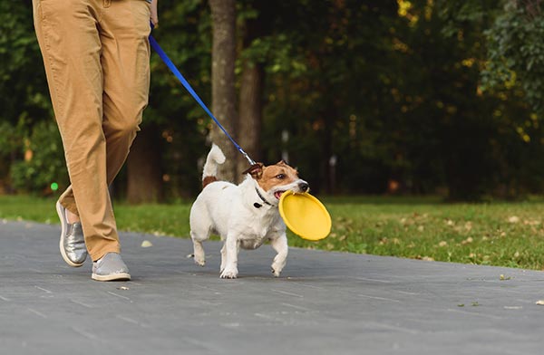 how far do you walk a puppy