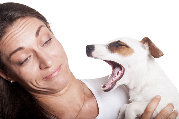 dog bad breath remedy