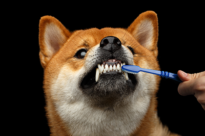 4 Ways To Prevent Pet Dental Disease