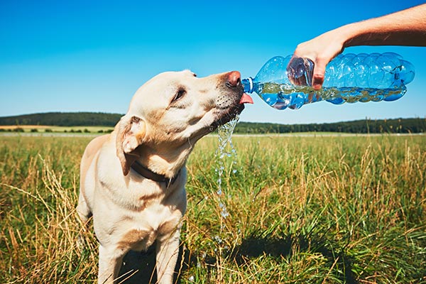 Hot Weather Tips For Your Dog
