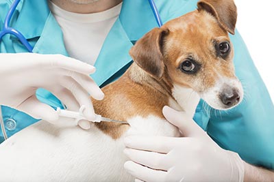 Is Your Pet's Microchip Up To Date?