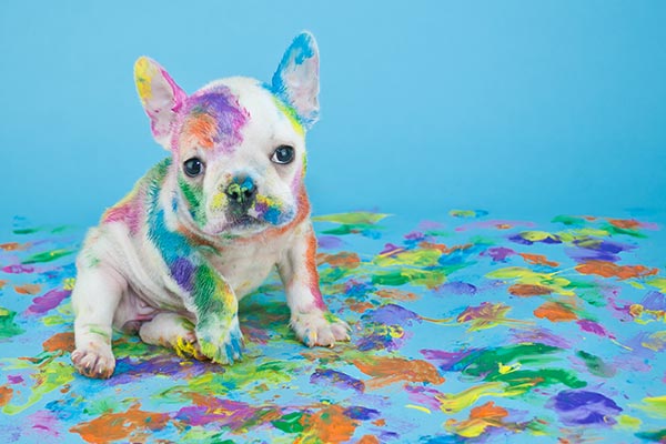 Household Products That Could Harm Your Pet
