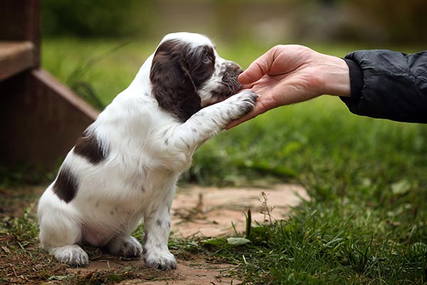 Five Ways to Encourage Positive Behavior in Your New Puppy