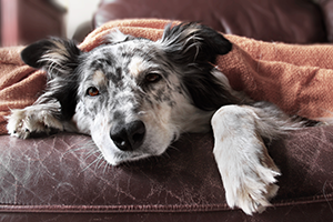 Dog droopy hot sale eyes lethargy