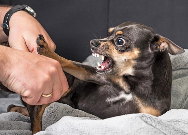 My puppy bites me hard 2024 and growls