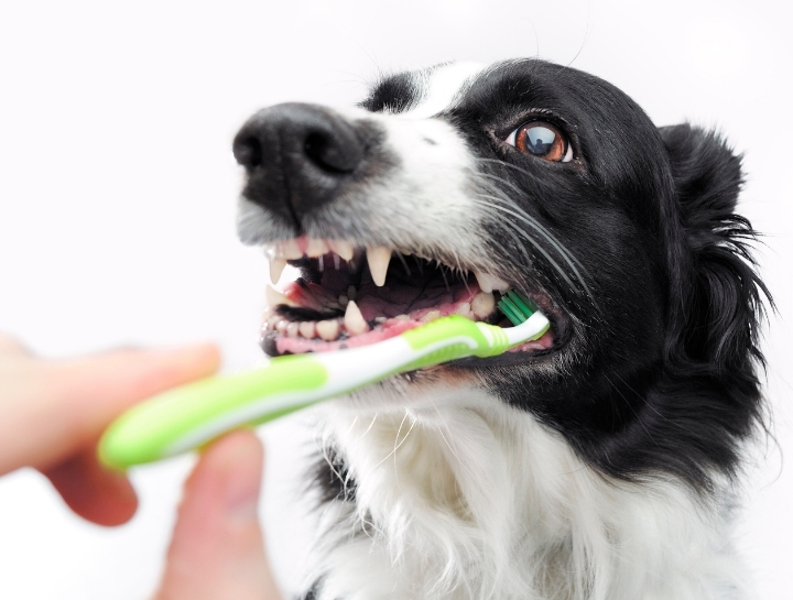 Dog dental outlet treatment